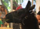 Petting Zoo 2
