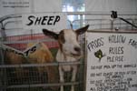 Petting Zoo